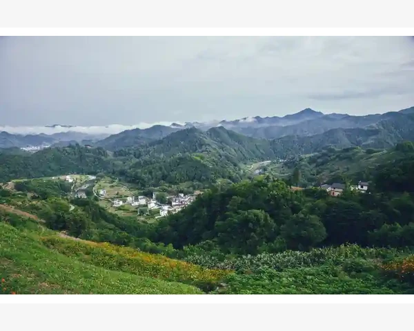 喝什么泡茶清凉润喉化痰——中医传统智慧的呵护之道