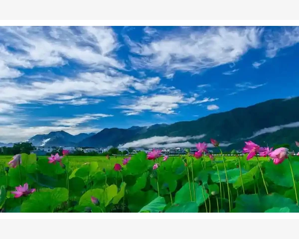提升男人气血，喝对茶叶让你焕发活力！